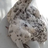 مرغ نژاد دار