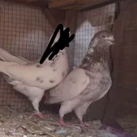 کفتر نر کله ای پرشی