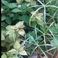 گل و گیاه نهال|گل و گیاه طبیعی|اهواز, شهرک نفت|دیوار