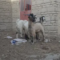 کهر نر و ماده چاق
