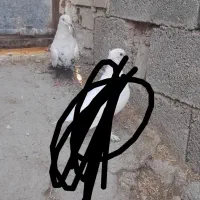 دم شلواری سیاه|پرنده|بهبهان, |دیوار