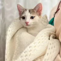 سرپرست برای گربه سه ماهه