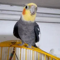 عروس هلندی گمشده  ۱ میلیون  مژدگانی برای یابنده