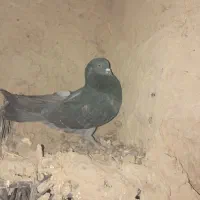 کبوتر فروشی