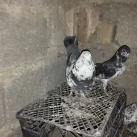 تکپر پرشی|پرنده|کلاله, |دیوار