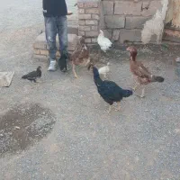 مرغ|حیوانات مزرعه|تربت جام, جلگه موسی آباد|دیوار