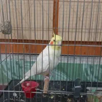 عروس هلندی با قفس