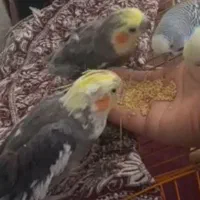 عروس هلندی