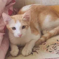 واگذاری رایگان گربه