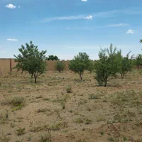 زمین ۵۰۰متری سند ششدانگ در نیر زیبای من