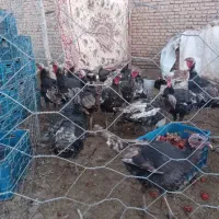 ۲۰ عدد بوقلمون برنزی به فروش می‌رسد