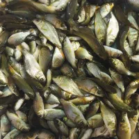 بچه کپور طلایی و آمور حراجی