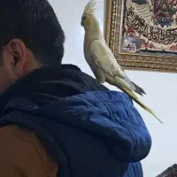 چهارتا عروس هلندی|پرنده|زند, |دیوار