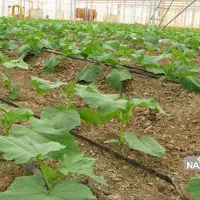 دنبال کار گلخانه