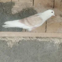 کفتر|پرنده|زارچ, |دیوار