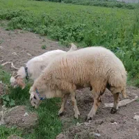 گوسفند نر تخمی برای گله