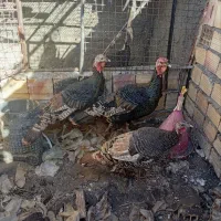 فروش چند عدد