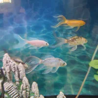 آکواریوم خارجی با میز و ماهی و وسایل کامل|ماهی|لنجان, |دیوار