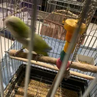 طوطی راهب نر ۱۴ ماهه سالم و رقاص|پرنده|تهران, سازمان برنامه جنوبی|دیوار