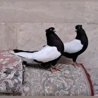 یه جفت سینه سیاه سرته آنتیک