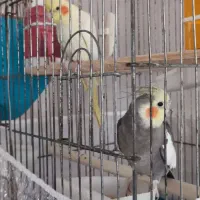 جفت عروس هلندی