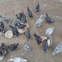 فروش مرغ محلی وگلپایگان و جوجه یکماه و نیم آمروک|حیوانات مزرعه|لشت نشا, |دیوار