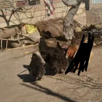 مرغ|حیوانات مزرعه|چورزق, |دیوار