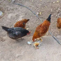 دو عدد مرغ و یک خروس دو جوجه