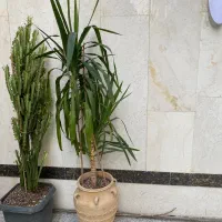 گل یوکا با گلدان