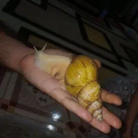 قیمت توافقی