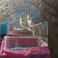 جوجه عروس هلندی رام  نژاد سخنگو