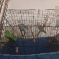 طوطی برزیلی|پرنده|بندر امام خمینی, |دیوار