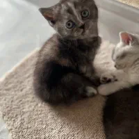 گربه نژاد اسکاتیش