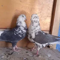 گرگی سینه سفیدپرشی