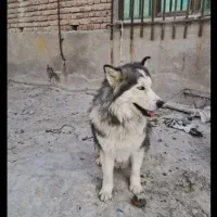 هاسکی  نر اهلی معاوضه با سیتم صوتی