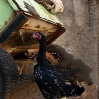 خروس ومرغ لاری اصل|حیوانات مزرعه|سمیرم, |دیوار