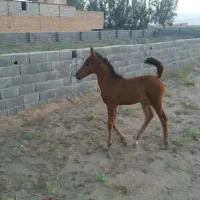 مادیان عرب یکسر باکره عرب بدون مدرک