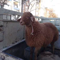 گوسفند و بره زنده همراه قصاب|حیوانات مزرعه|بجنورد, |دیوار