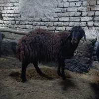 بره‌قوچ‌همو