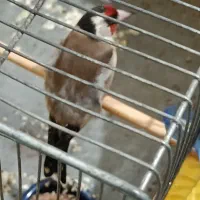 سهره نر عالی|پرنده|بوئین زهرا, |دیوار