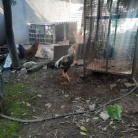 فروش سه عددمرغودوعددخروس نژاد دار لاری|حیوانات مزرعه|امیرکلا, |دیوار