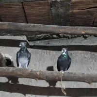 کبوتر بلژیکی موشی