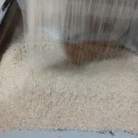 برنج هاشمی و ضیغمی سرابکلان