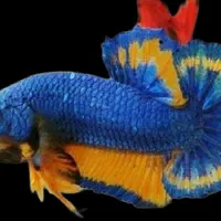 فایتر نژاد(قابل نگهداری در تنگ و ظرف بامبو)|ماهی|قم, هنرستان|دیوار