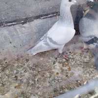 چهارتا کفتر همه نر|پرنده|مه ولات, |دیوار