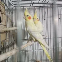 جفت عروس هلندی