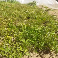 نشا گوجه پایه کوتاه 2000 تومان