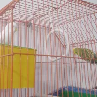 جف مرغ عشق باقفس درحمیدیه
