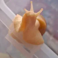 حلزون