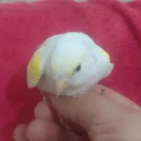 جفت قناری . بالغ . عروسک.